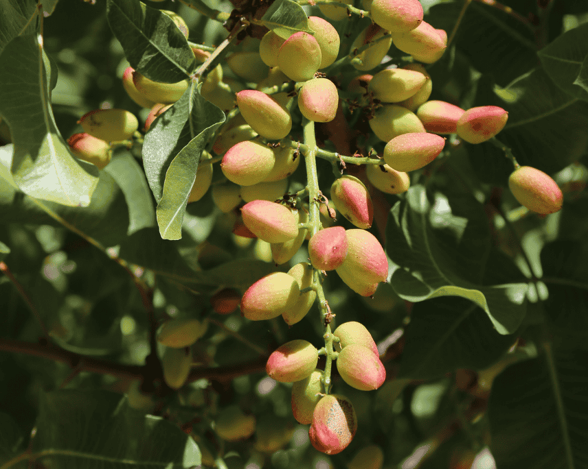 Fonds Pierre Castel - Illustration