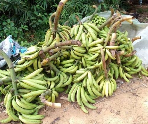 Production des régimes de bananes plantains des femmes NKAGANZOG (IBINKAG)