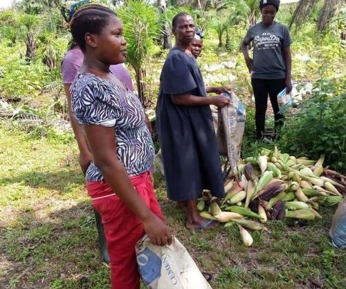 Récolte de maïs et de pistache par les femmes de FEYADI